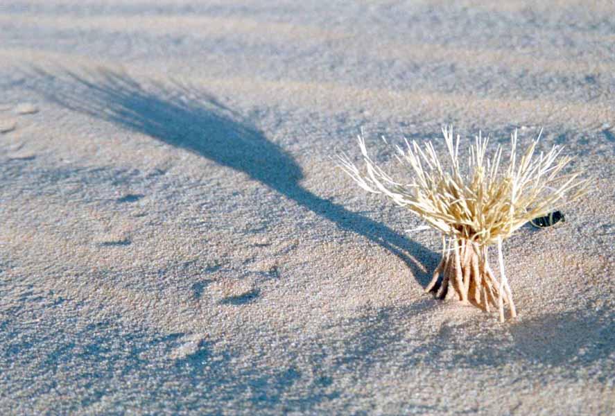 Wstengras in der Sahara