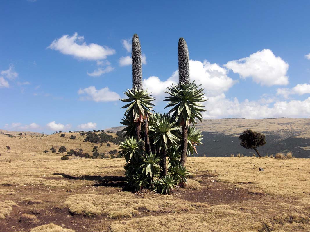 Simien