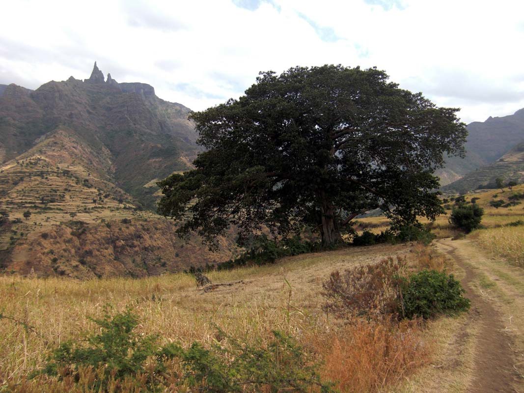 Simien