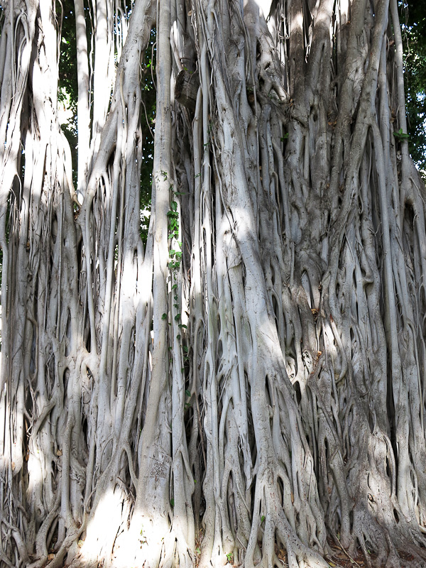 Banyan Honolulu