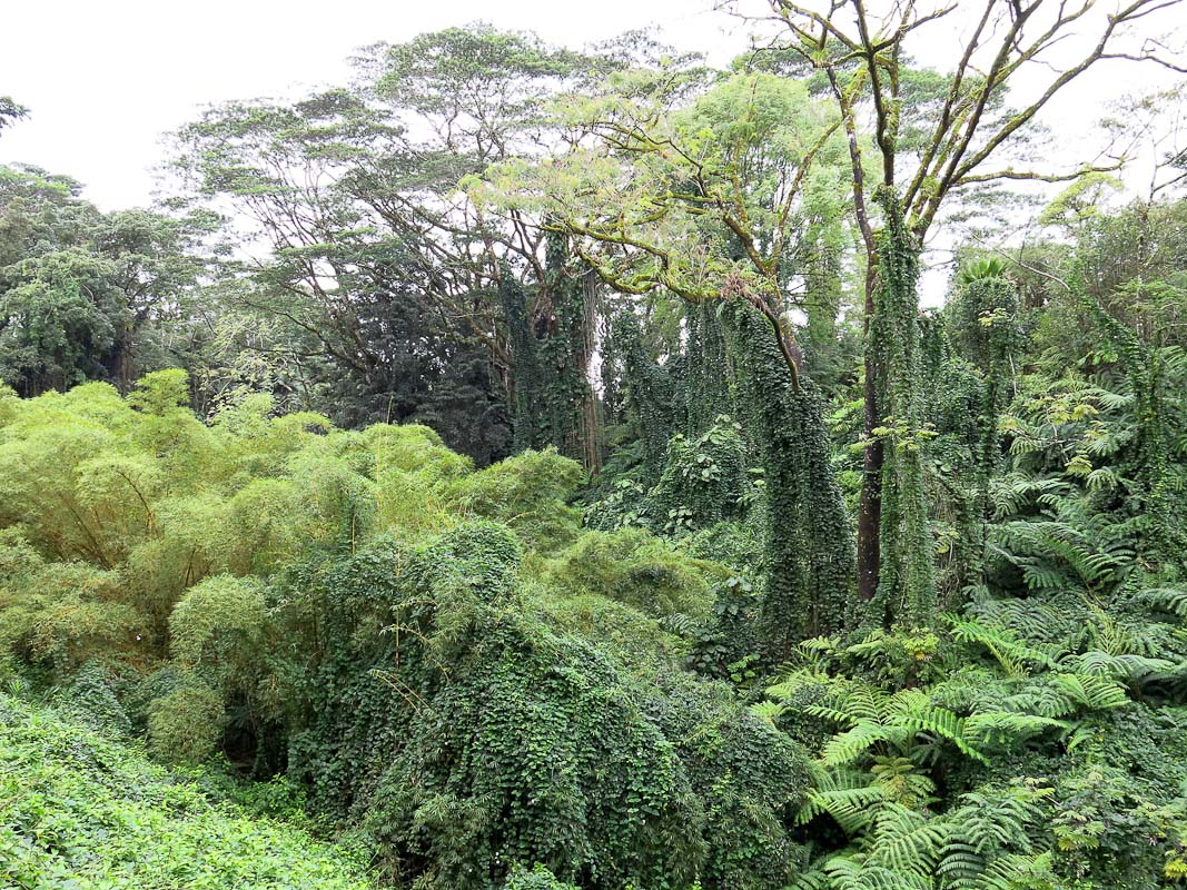 Akaka Falls