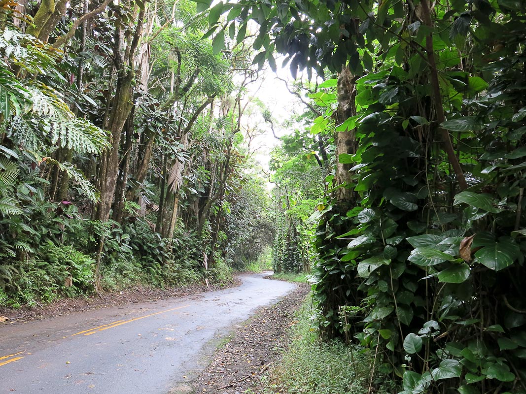 Scenic Drive bei Hilo