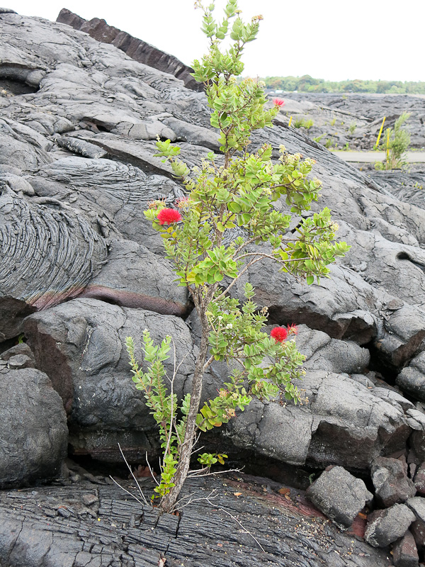 Kalapana Viewing Area