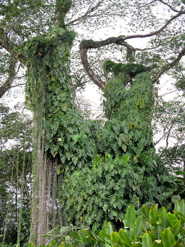 Lava Tree Park