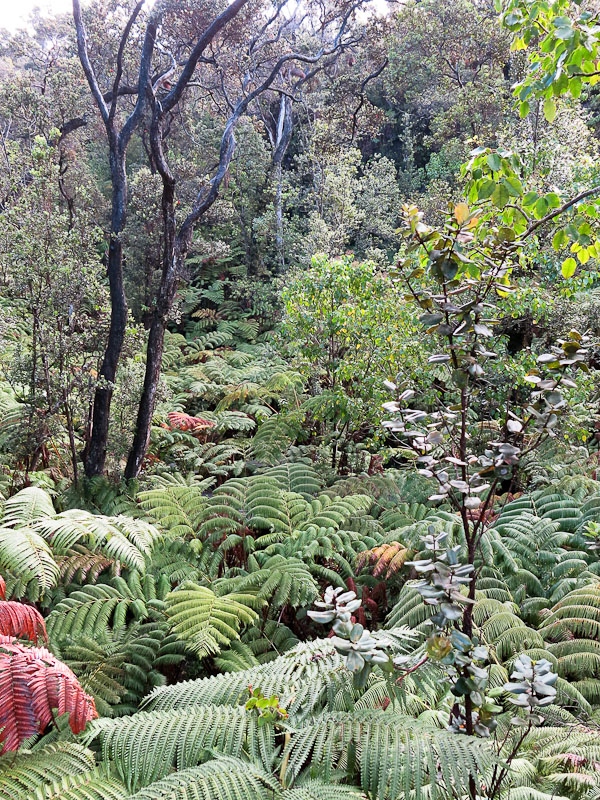 Nearby Lava Tube