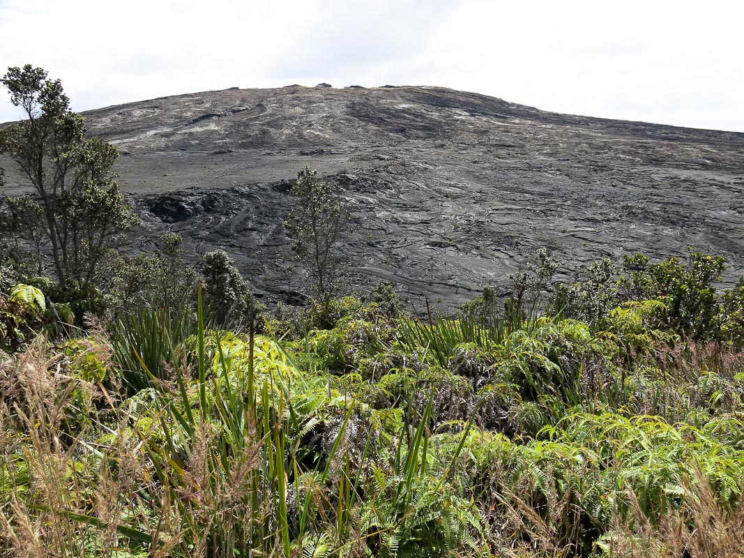 Puu Huluhulu