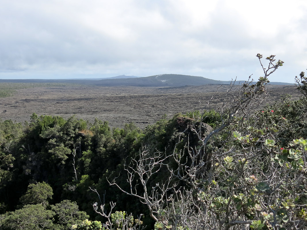 Puu Huluhulu