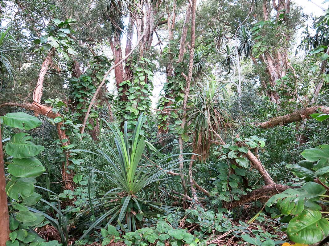 Road to Hana