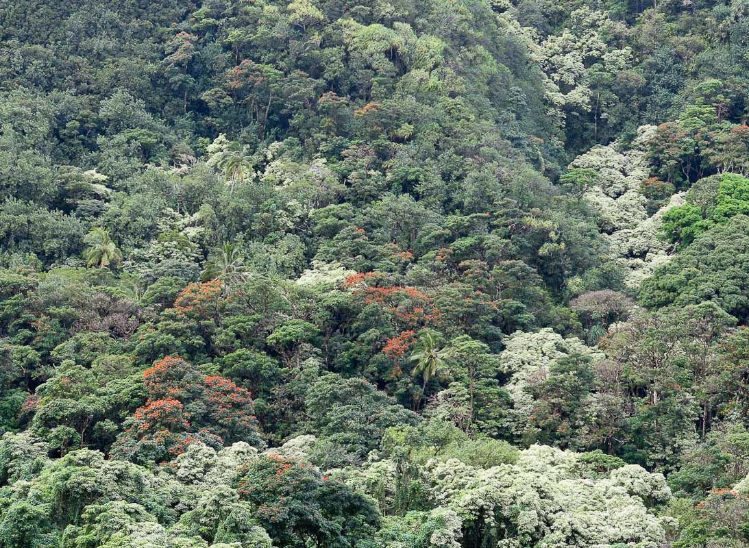 Road to Hana