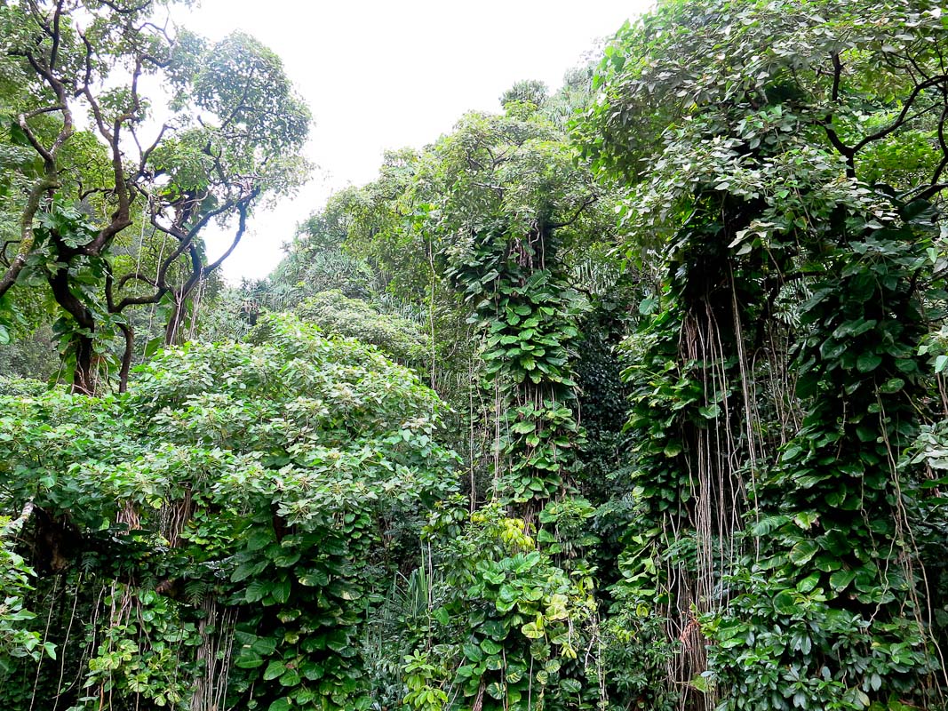 Road to Hana