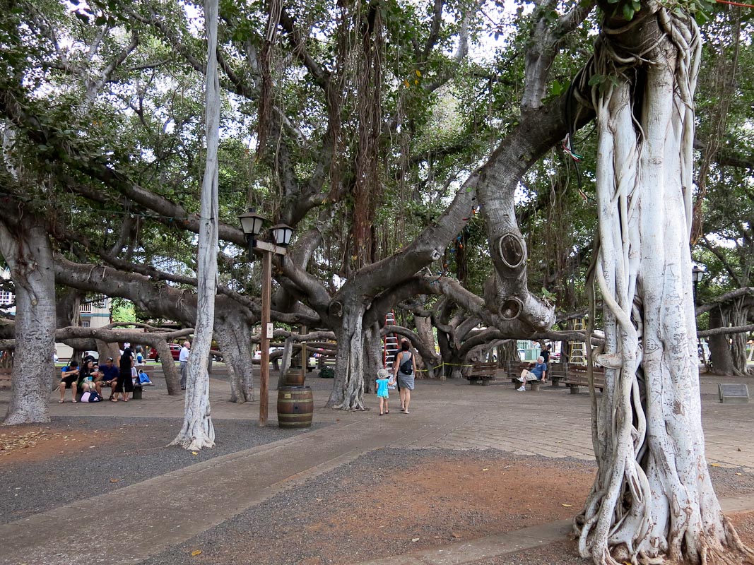 Banyan Lahaina