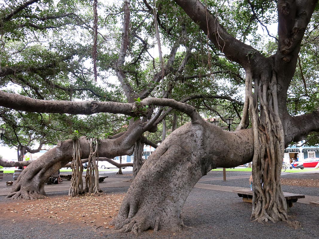 Banyan Lahaina