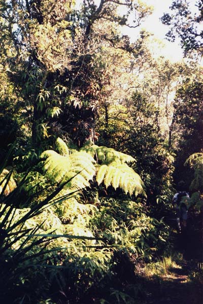 Waldstck mit Baumfarnen