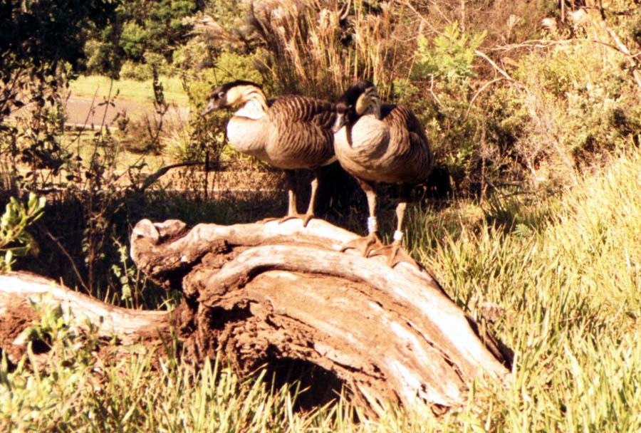 Nenes, die endemischen Gnse