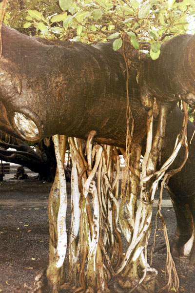 Der groe Banyan in Lahaina