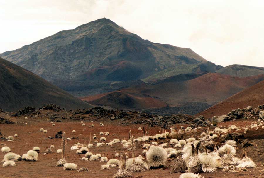 Silverswords im Haleakala