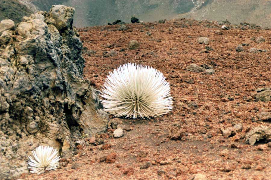 Silverswords im Haleakala