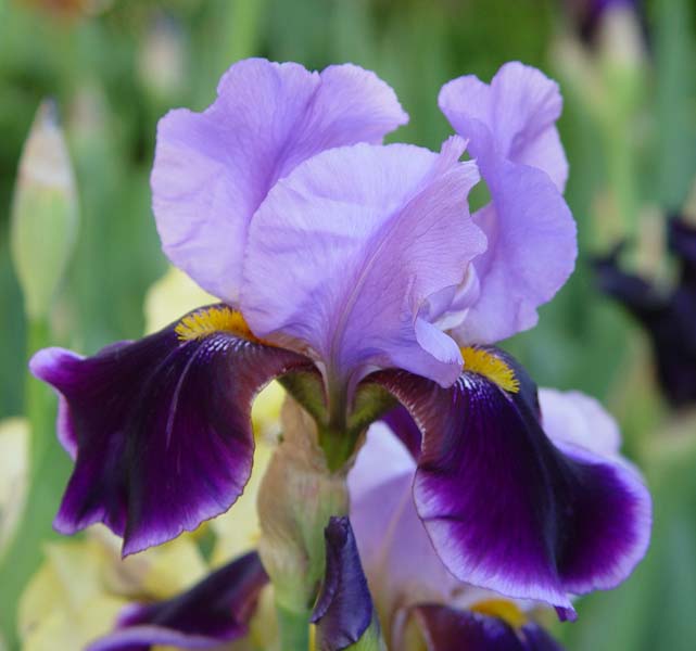 English Lavender