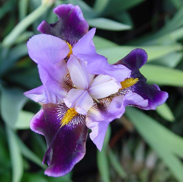 English Lavender