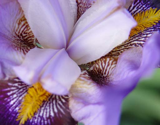 English Lavender