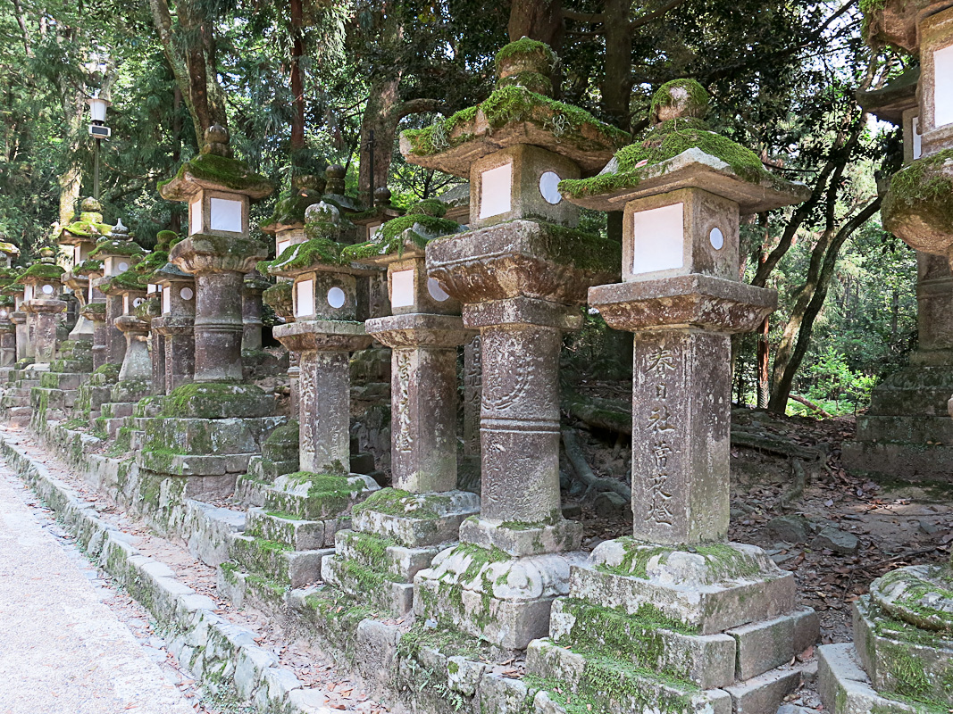 Narra Kasuga-Taisha