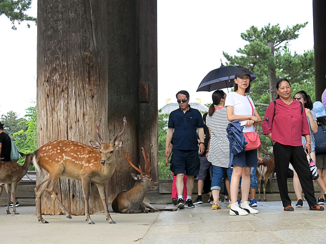 Nara Todai-ji