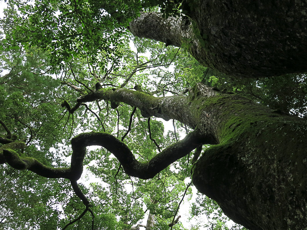 Ise-Shima Ise-jingu