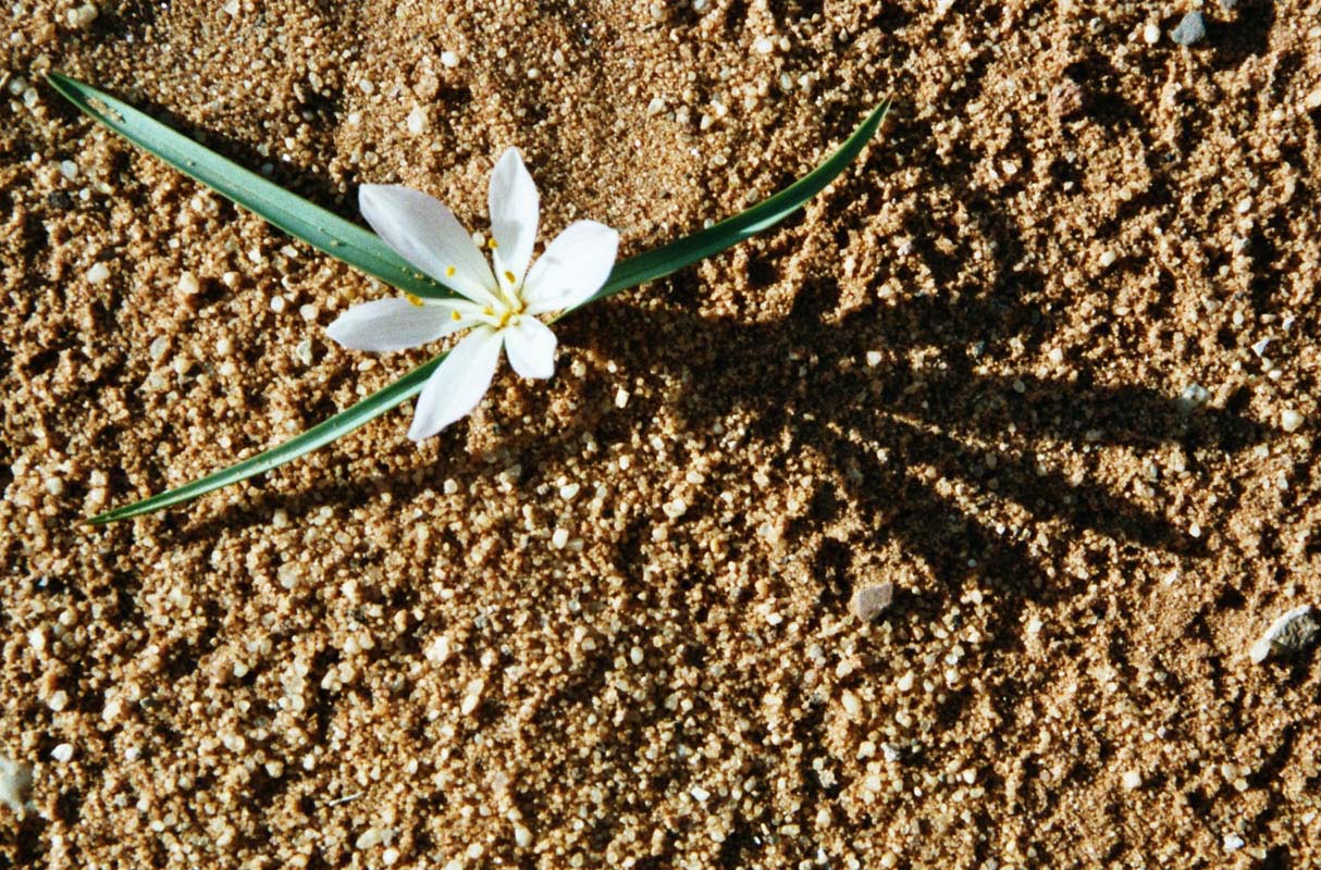 Krokus in der jordanischen Wste