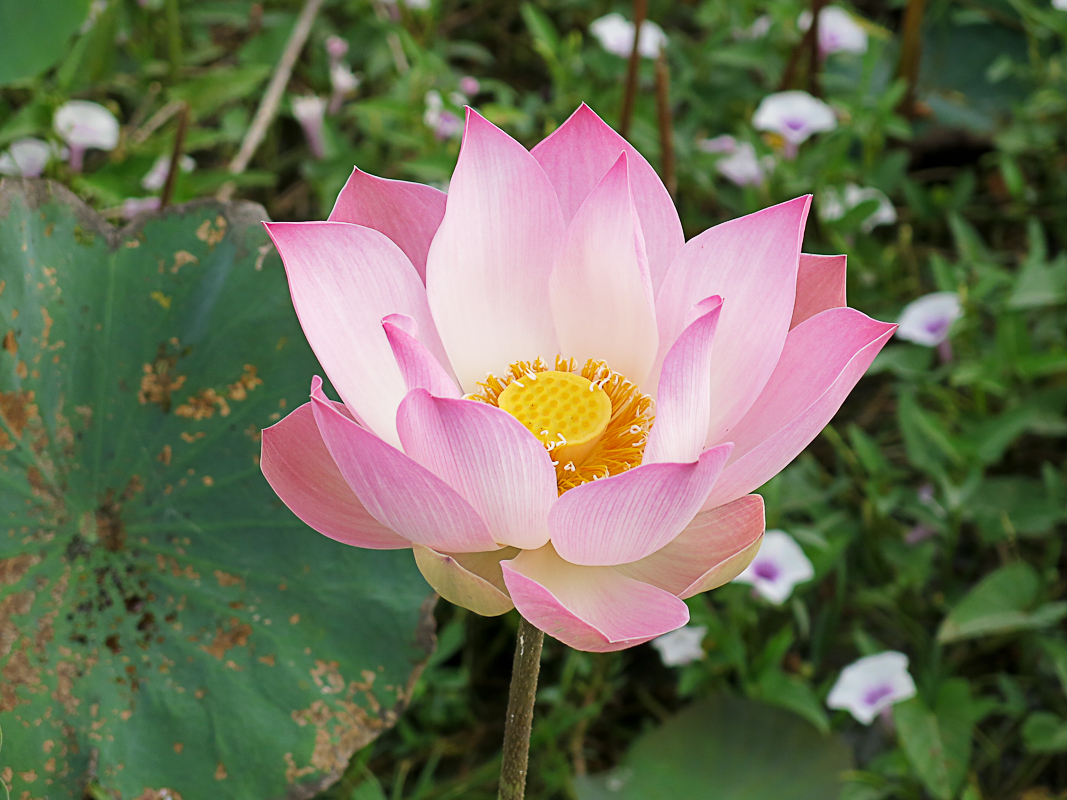 Lotus