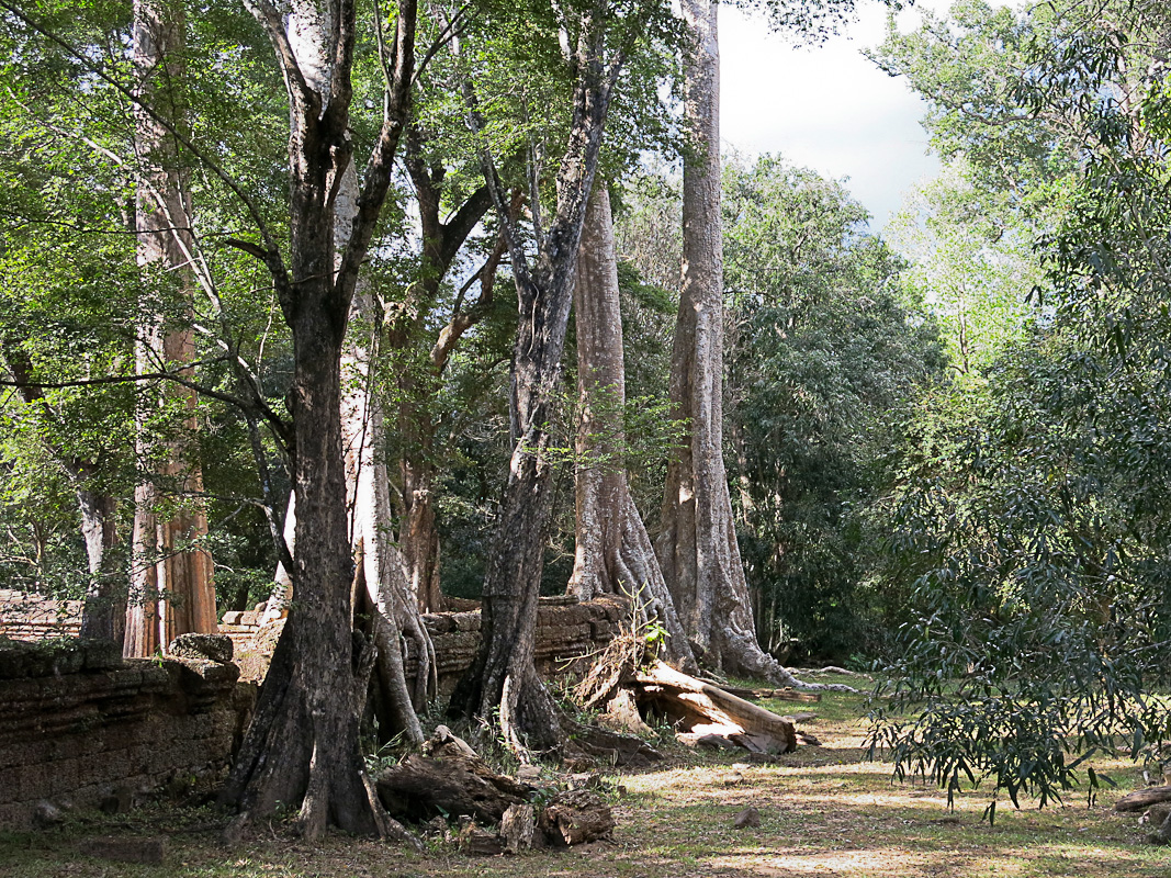 Ta Prohm