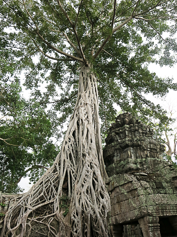 Ta Prohm