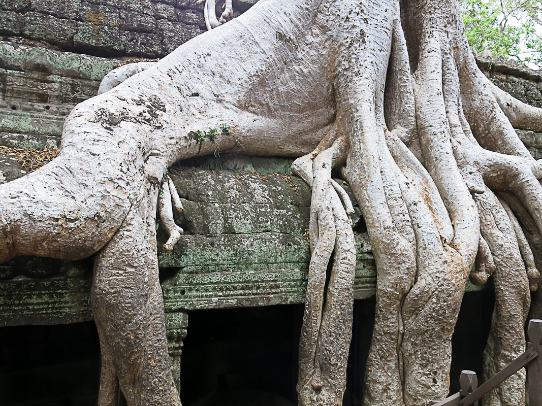 berwachsener Ta Prohm