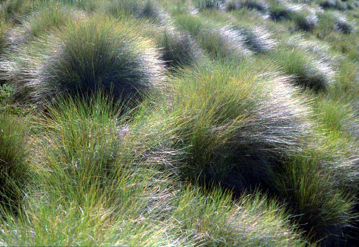 Gras