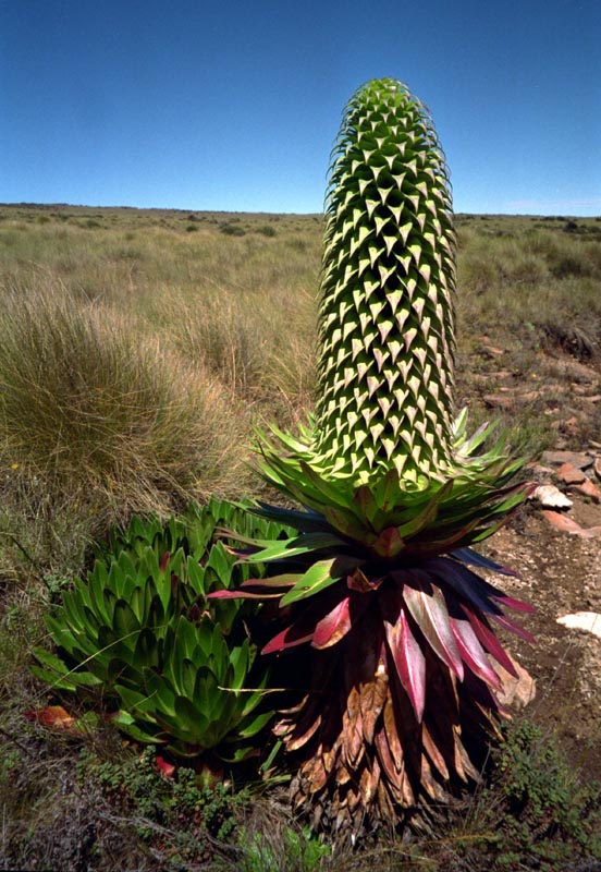 Riesenlobelie (Lobelia Deckenii)