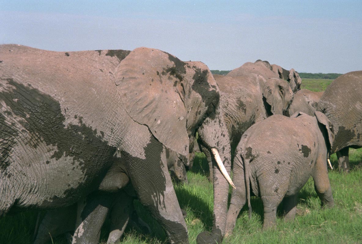 Elefanten im Amboseli