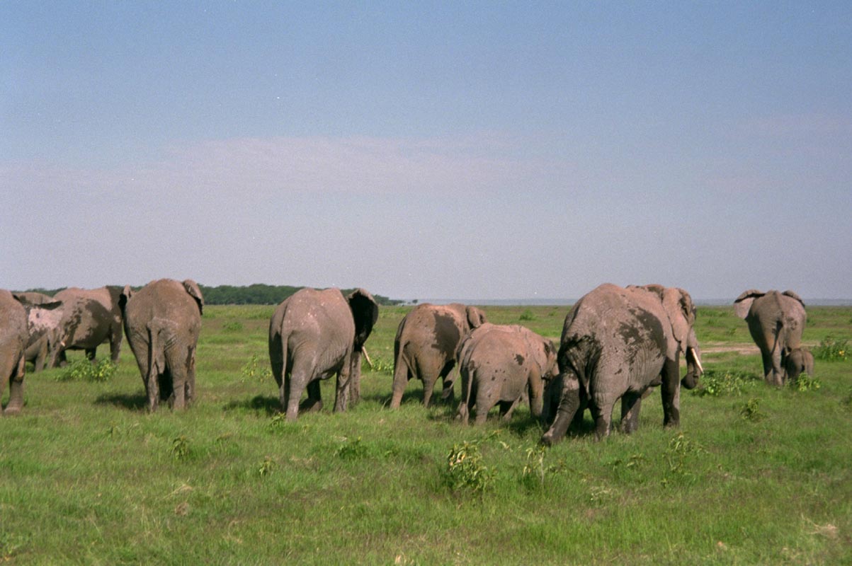 Elefanten im Amboseli