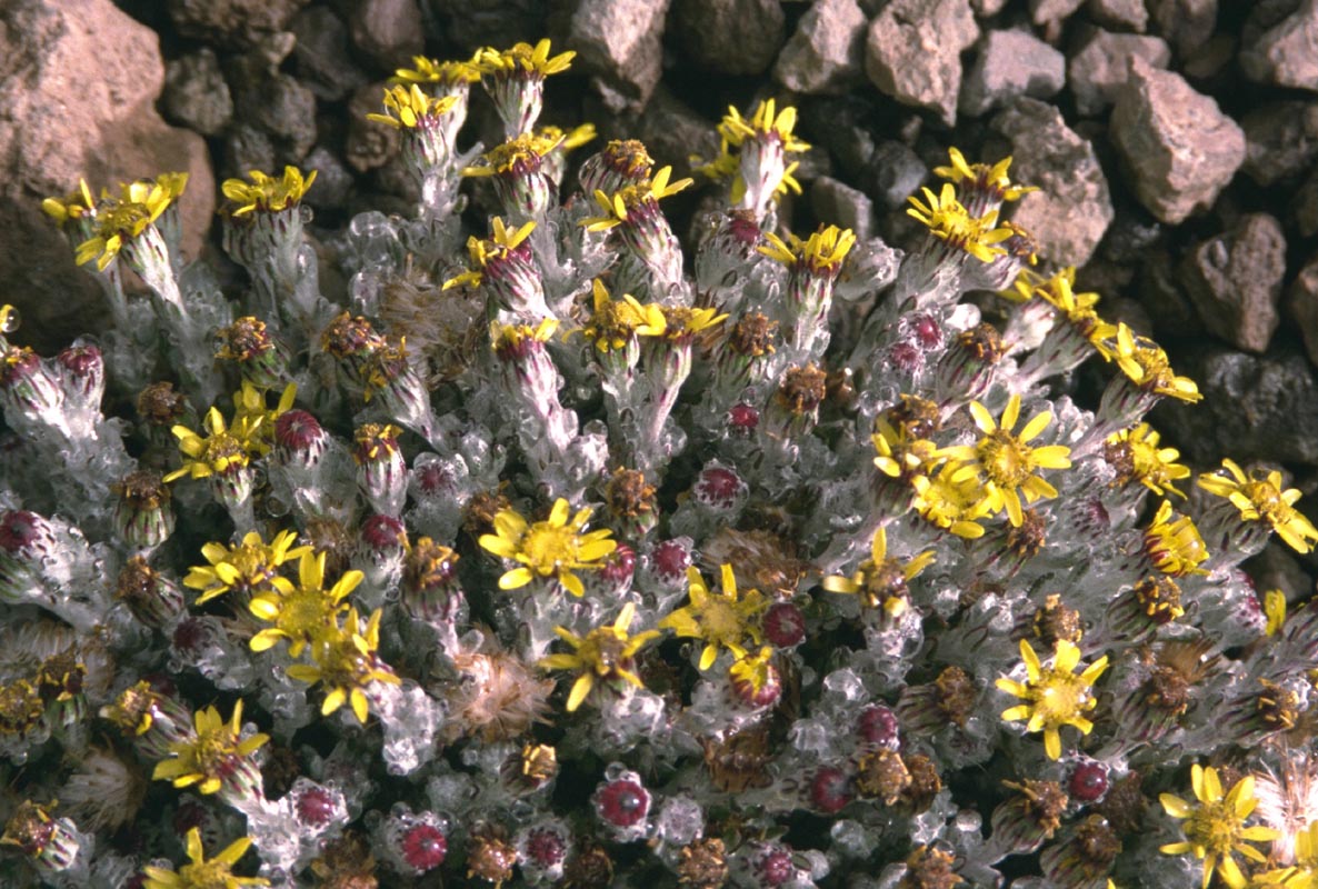 Blumenkissen auf 4800 m