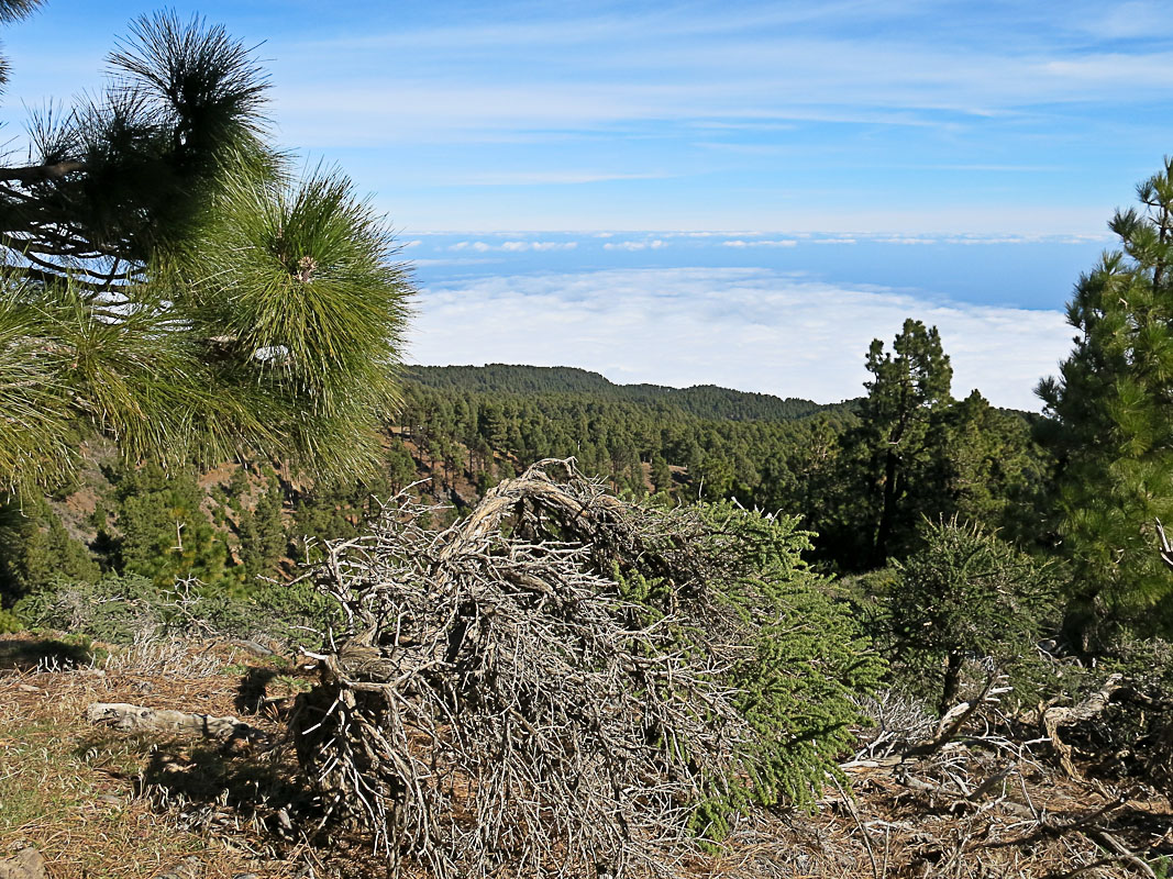 Pico de la Nieve