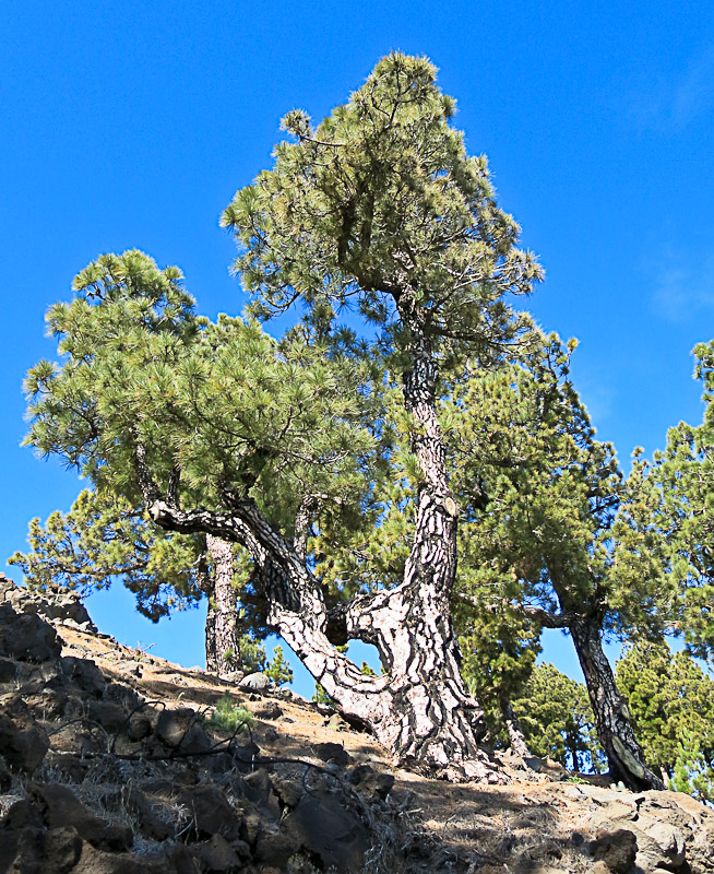 Pico de la Nieve