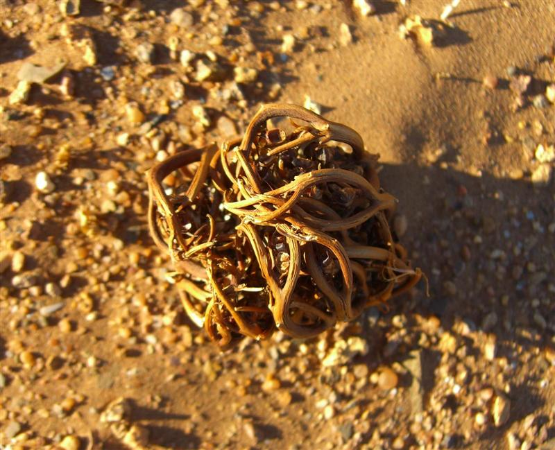 Rose von Jericho