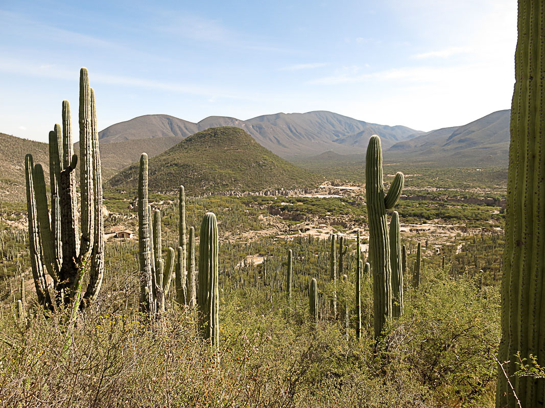 Botanischer Garten bei Zapotitlan Salinas