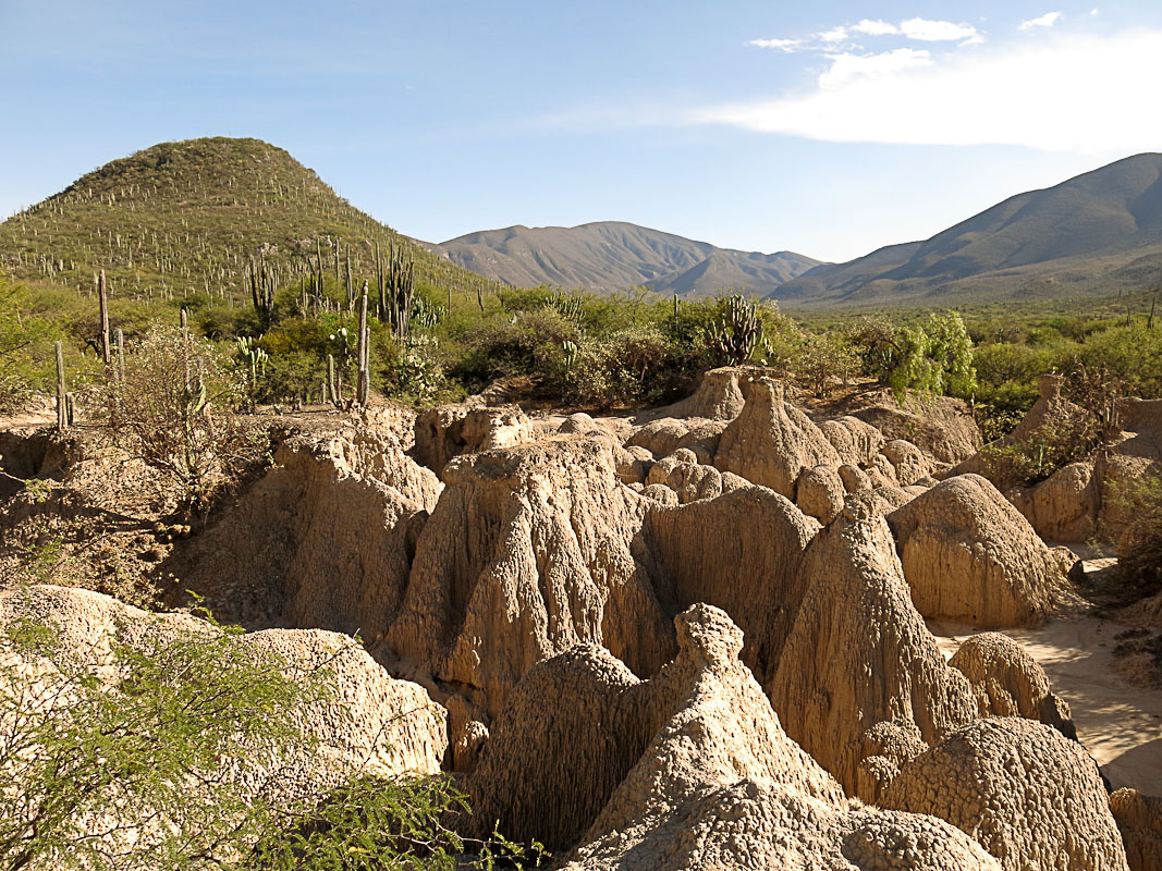 Botanischer Garten bei Zapotitlan Salinas