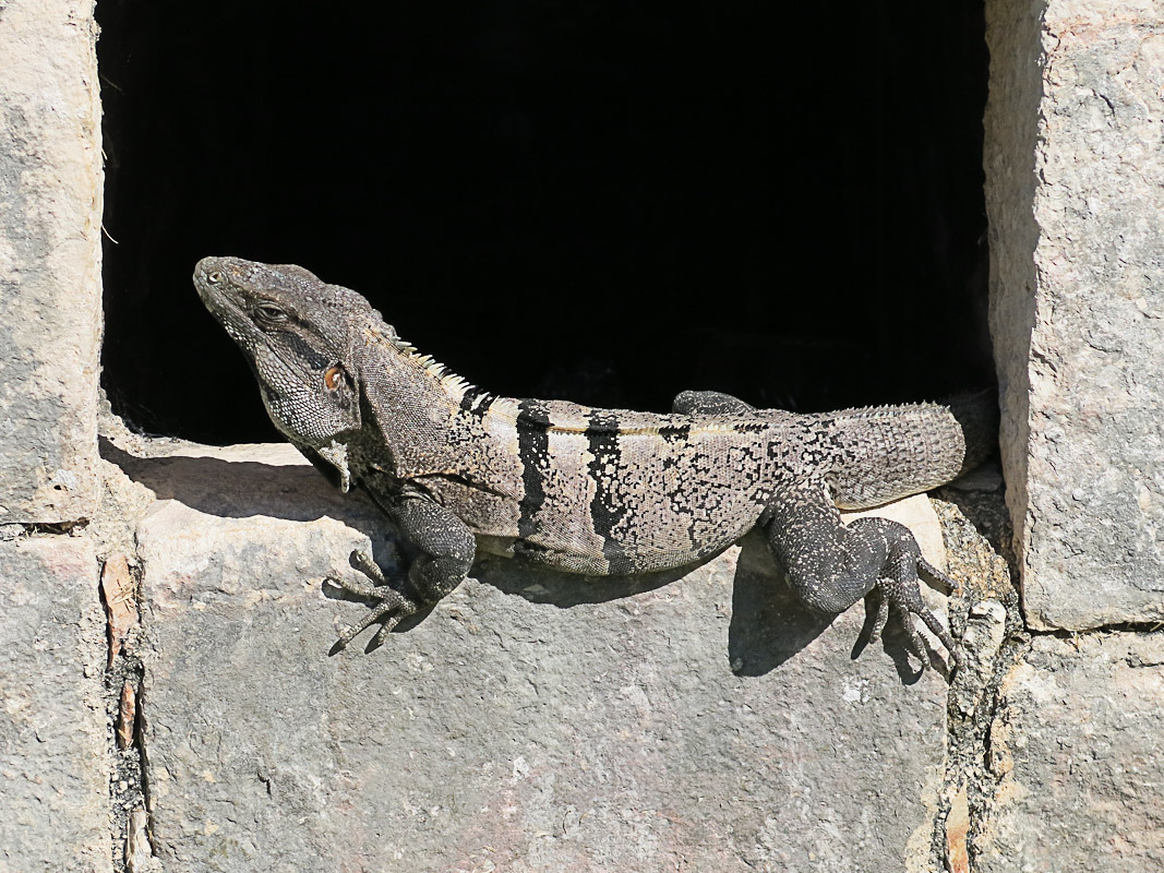 Chichen Itza - Leguan