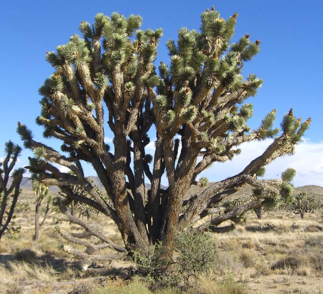 Joshua Tree