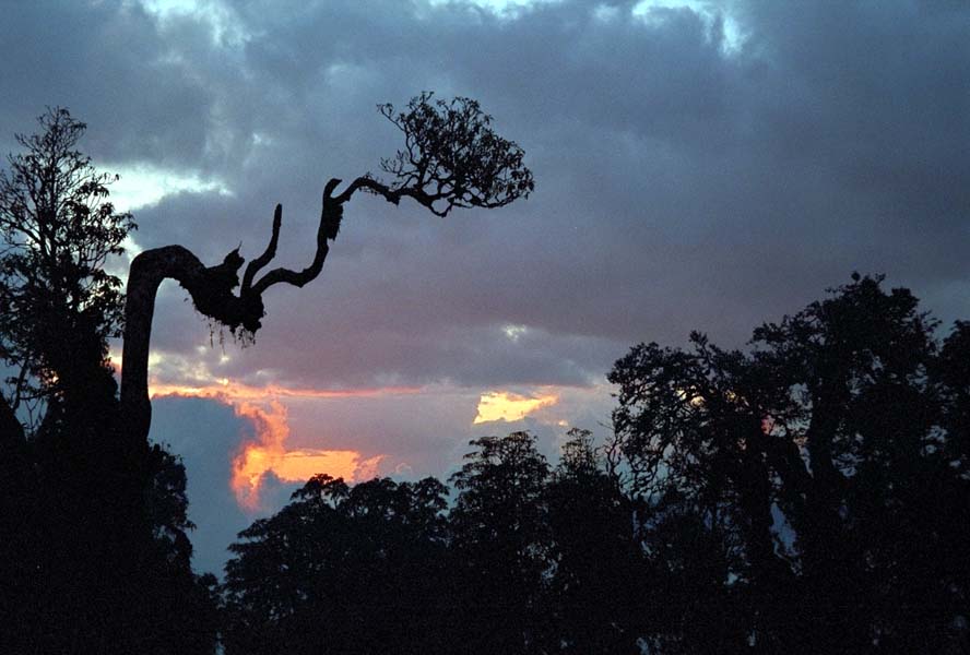 Rhododendren gegen Sonnenuntergang