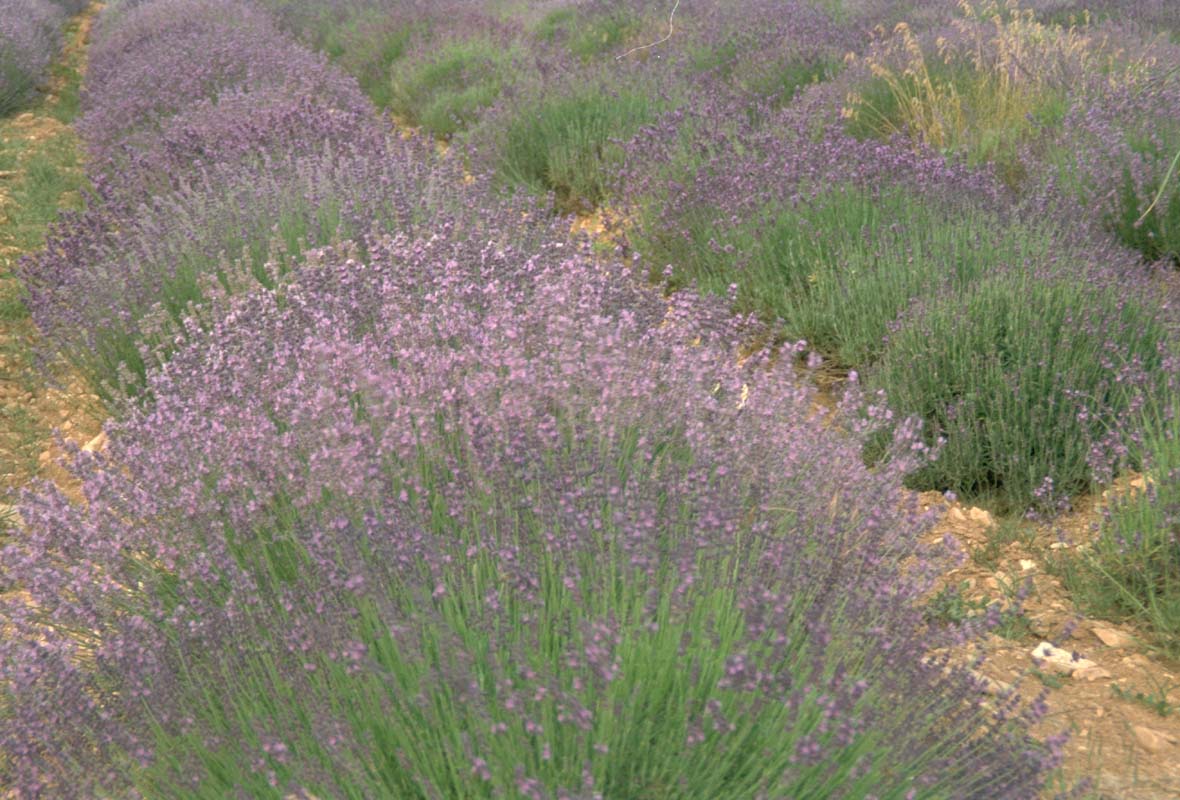 Lavendel