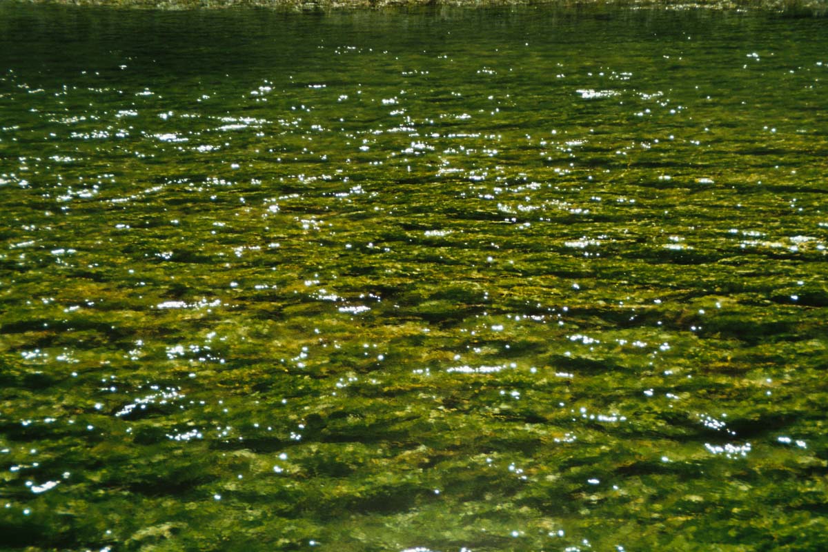 Wasserpflanzen in der Sorgue