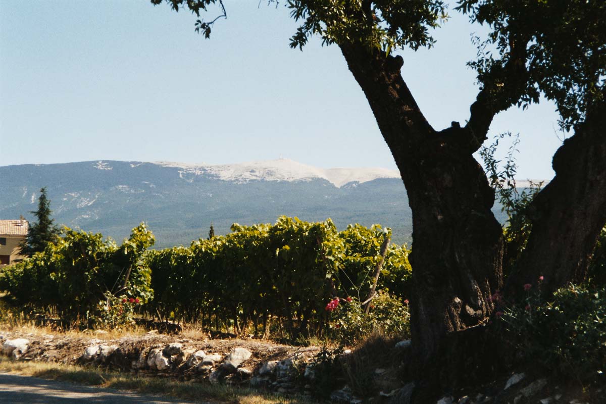 Montventoux aus der Ebene