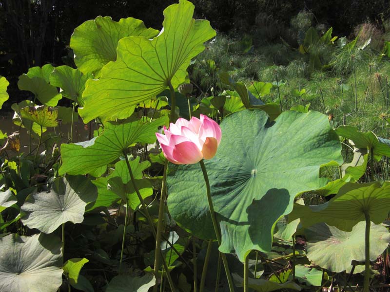 Jardin D'Eden