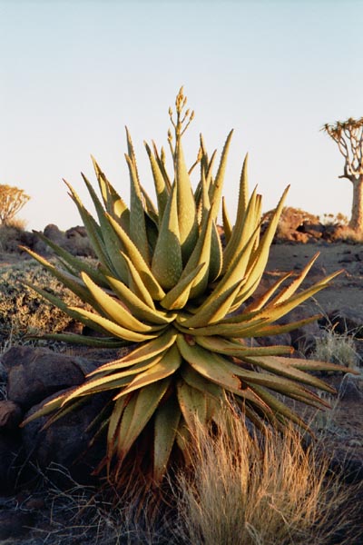 Aloe